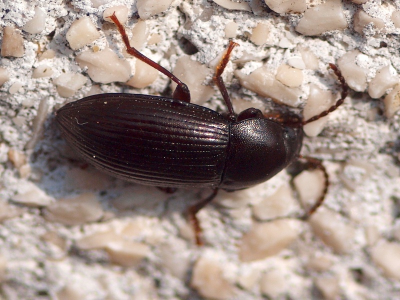 Catomus rotundicollis